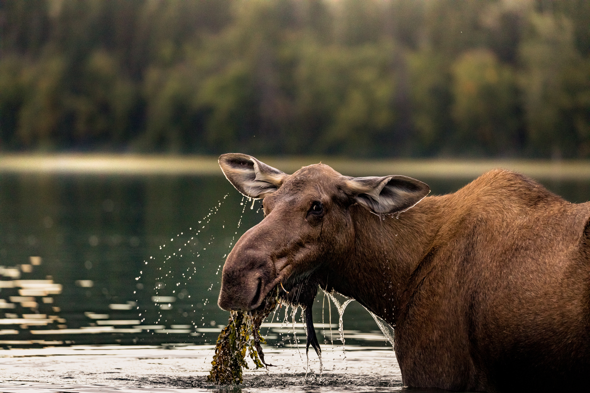 Moose in a lake in Bowron Lakes Provincial Park