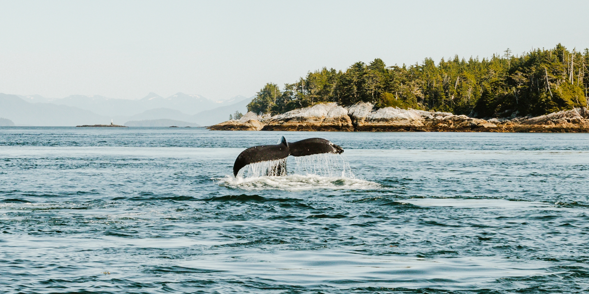 Whale watching off the coast of Prince Rupert | Northern BC Tourism/Shayd Johnson