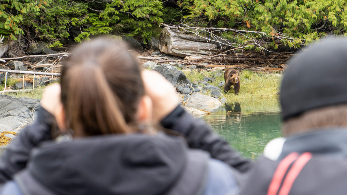 Two people close to the camera look out with binoculars at a bear on the shore