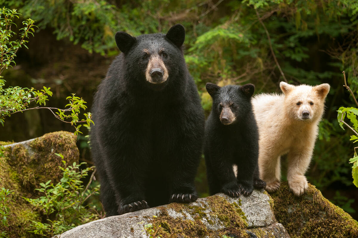 Mama bear and bear cubs, including the rare Kermode spirit bear