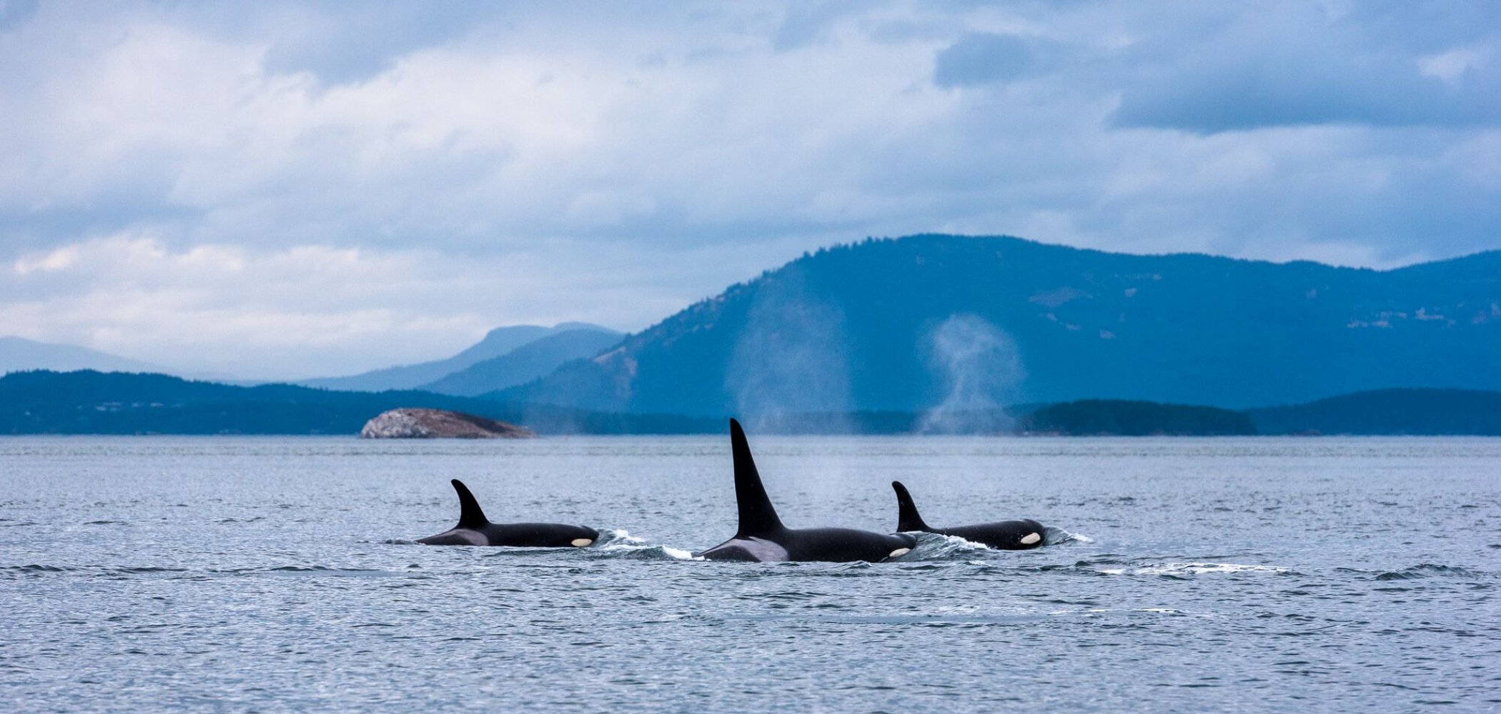 Three orcas swim close together with their dorsal fins high out of the water with a mountain backdrop