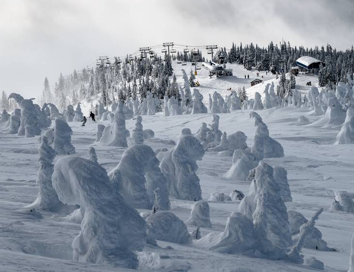 A glade of with snow-encrusted trees standing standing like haunting figures.