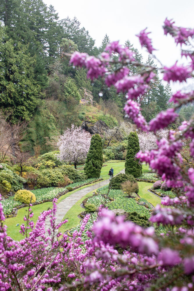 People walking along path in The Butchart Gardens in the spring; purple blossoms in the foreground and a hill with shrubs on the left.