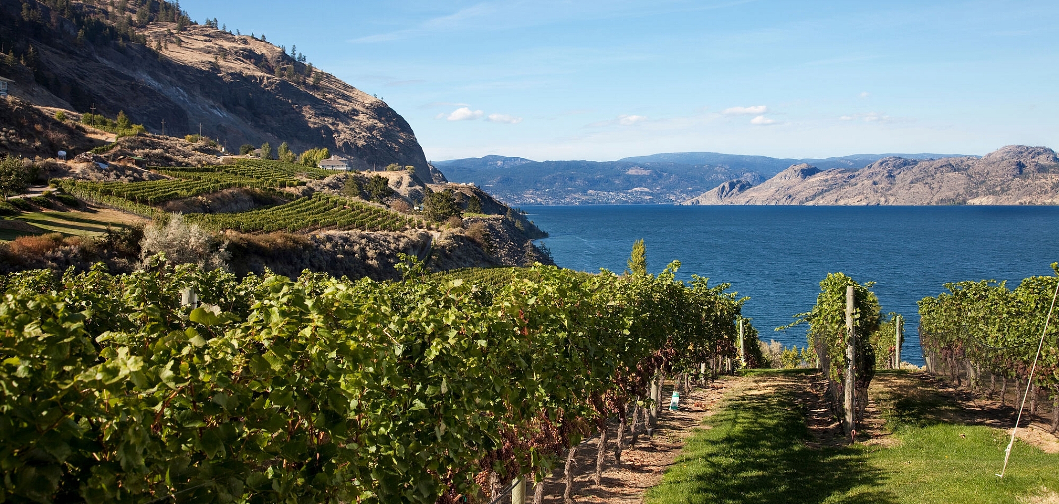 View between rows of grapes at a vineyard overlooking the blue water of Okanagan Lake. A hill is visible on the left side of the frame, and in the distance on the other side of the large lake.