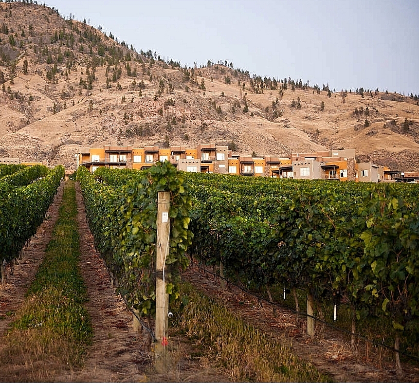 Rows of wine grapes with a resort building behind and sagebrush-covered hills in the background.