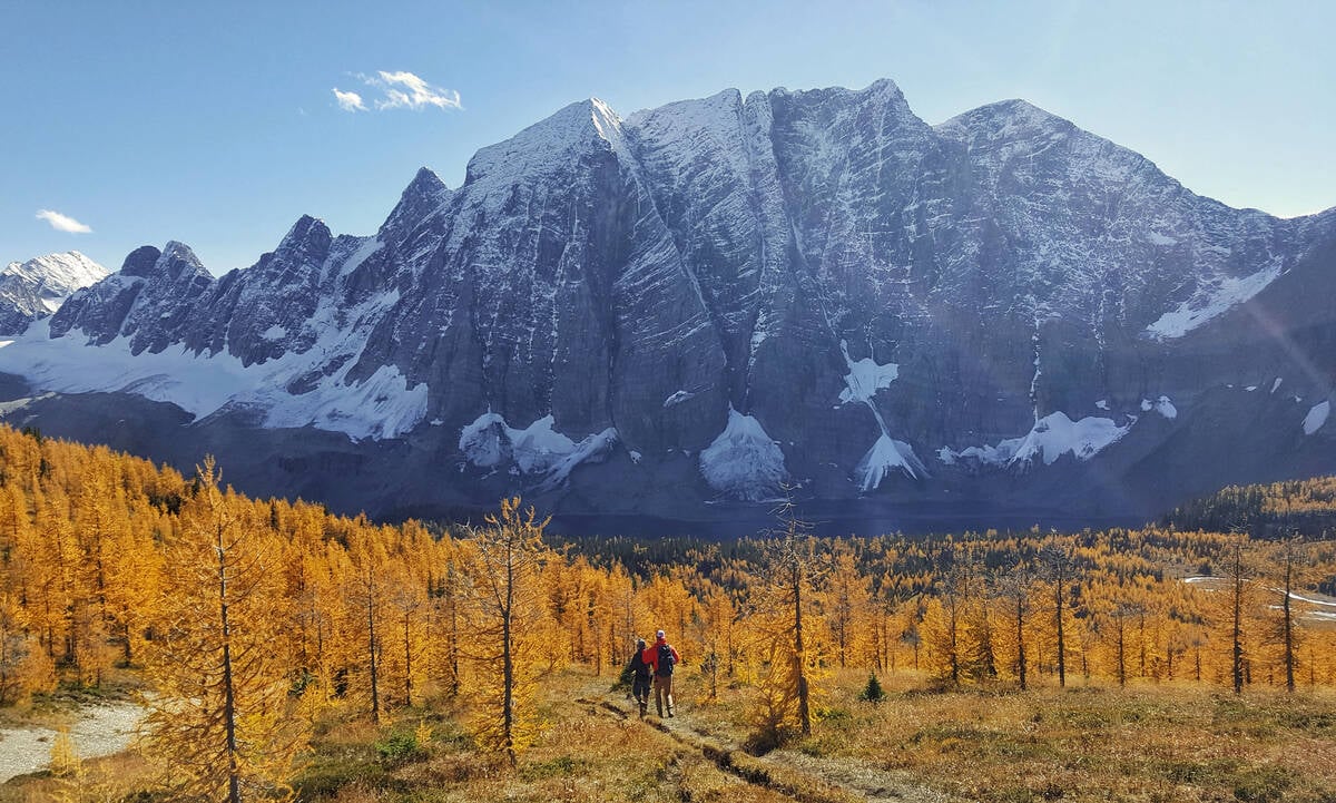 people walking through a forest of golden larch trees