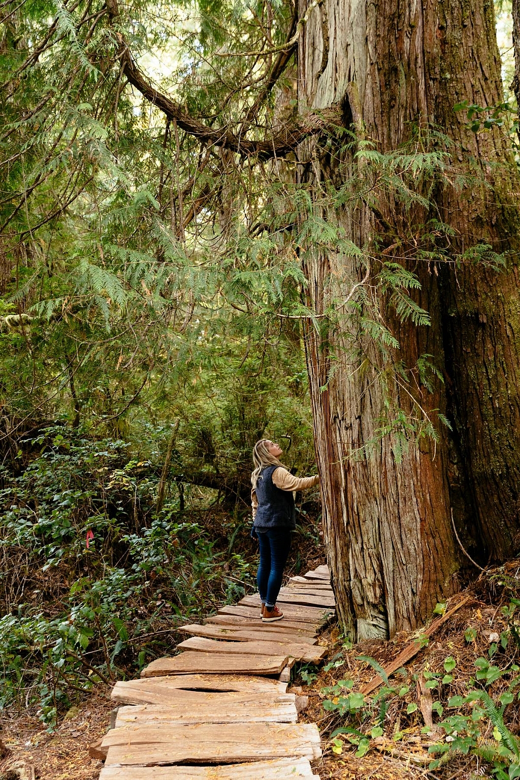 Person walking through old growth rainforest on on the Big Tree Trail on Meares Island.
