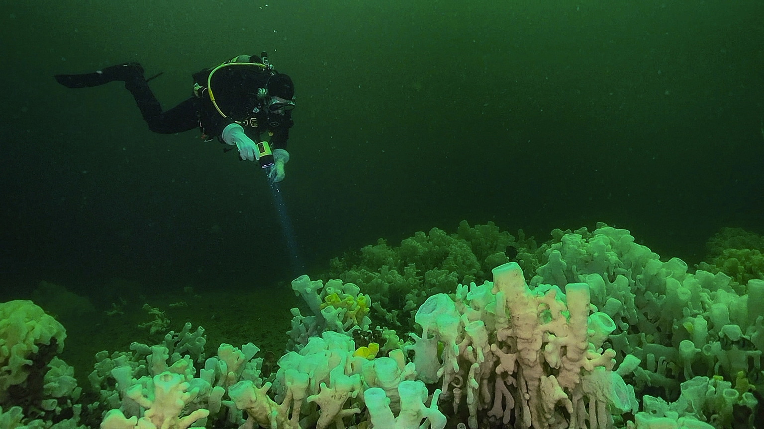 A scuba diver hovers over an ancient glass sponge reef in Howe Sound.