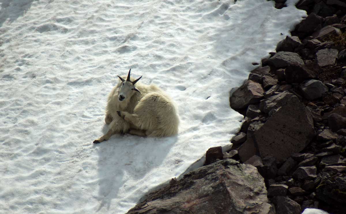 A mountain goat lying down in the snow in the alpine of Howe Sound.