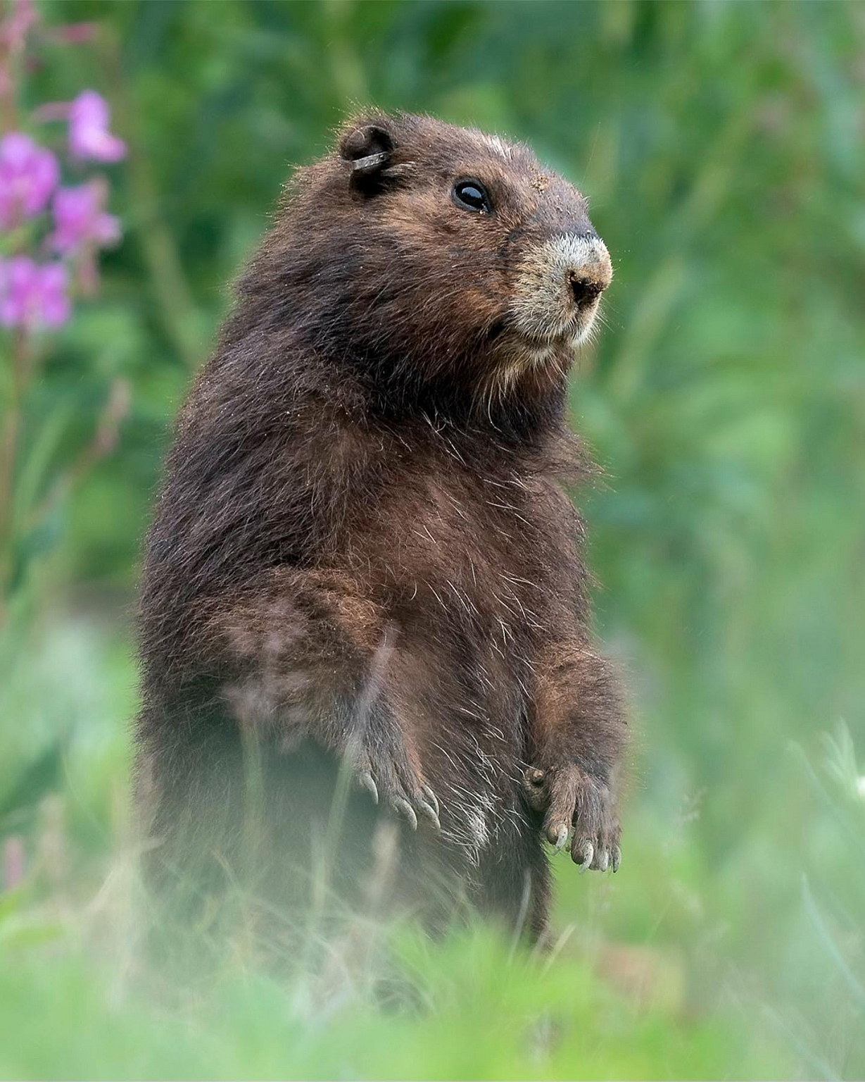 Endangered Vancouver Island Marmot