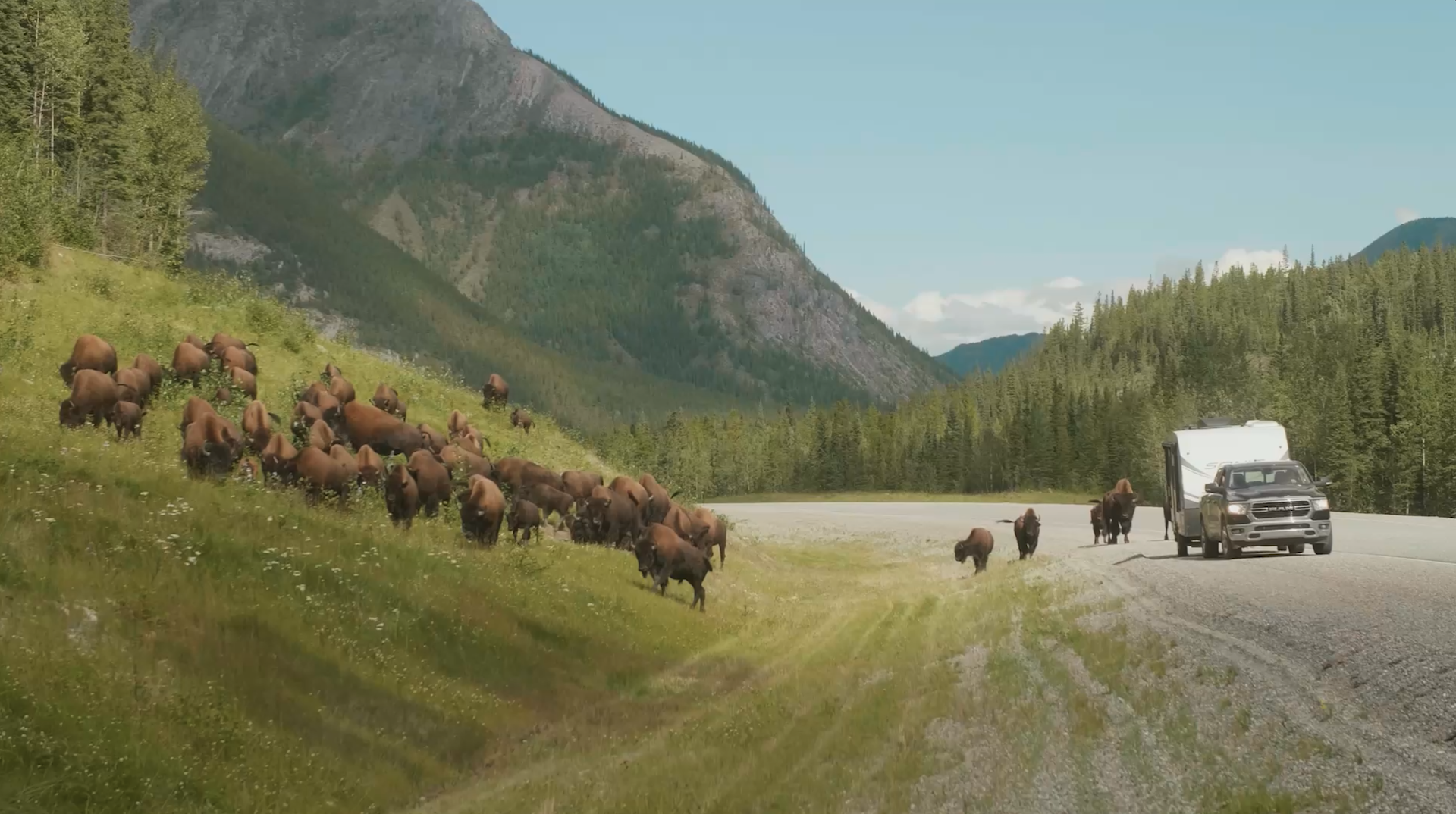 Bison on the side of a mountain in BC, Canada